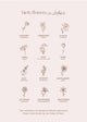 Illustrations of Hello Adorn birth flowers for each month on a light pink background.